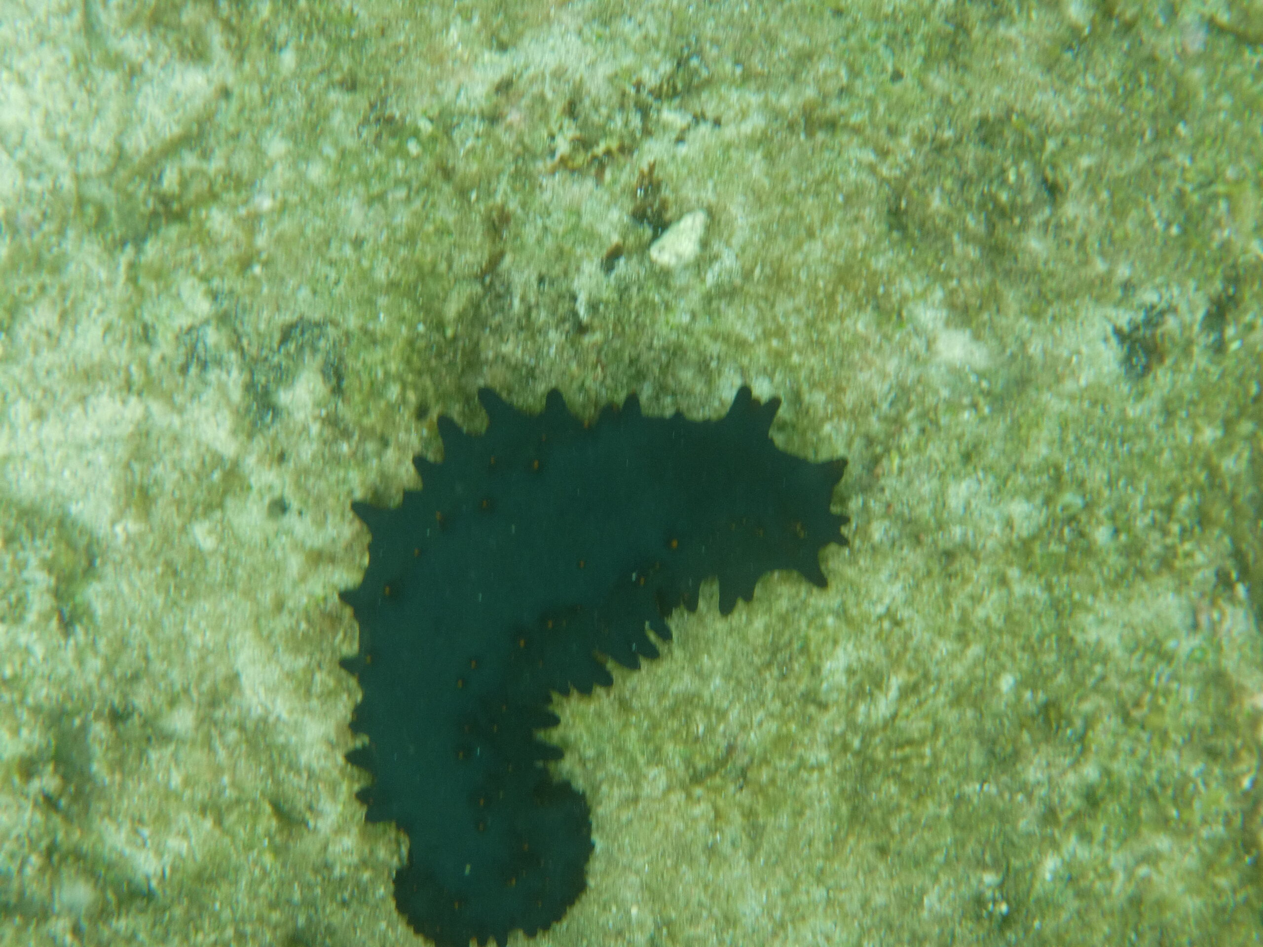 CIMG3142