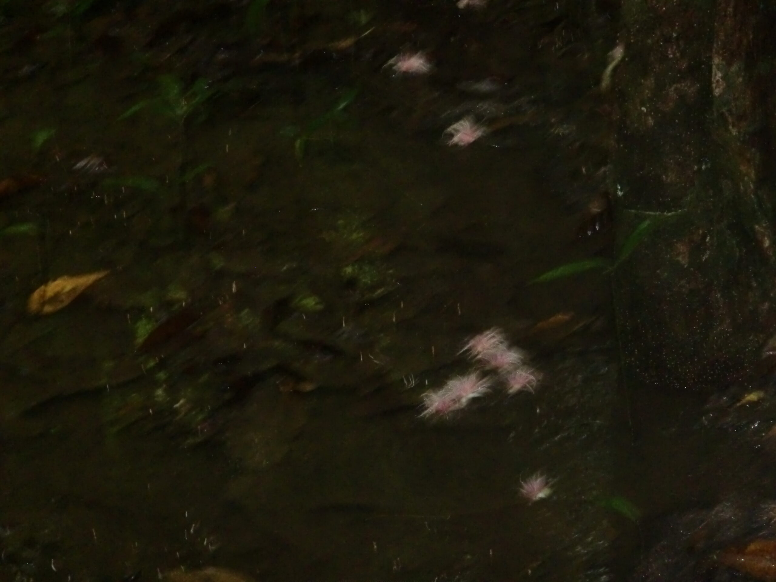 CIMG3154
