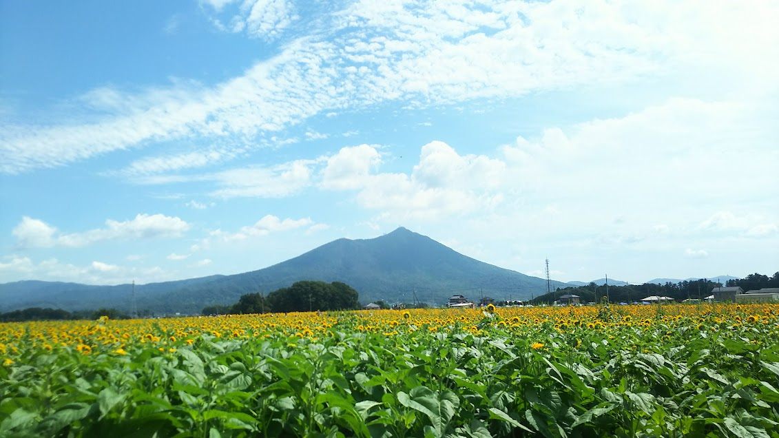 筑波山を背景に広がるひまわり畑の夏の風景