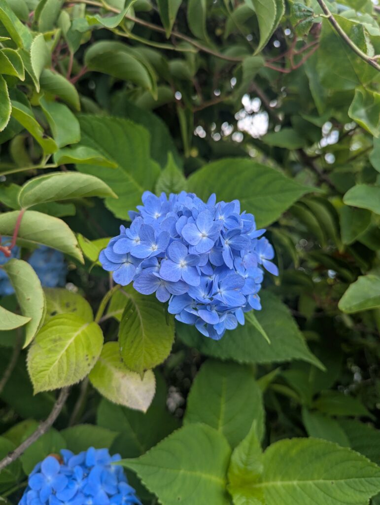 筑波山に咲く色とりどりのあじさい